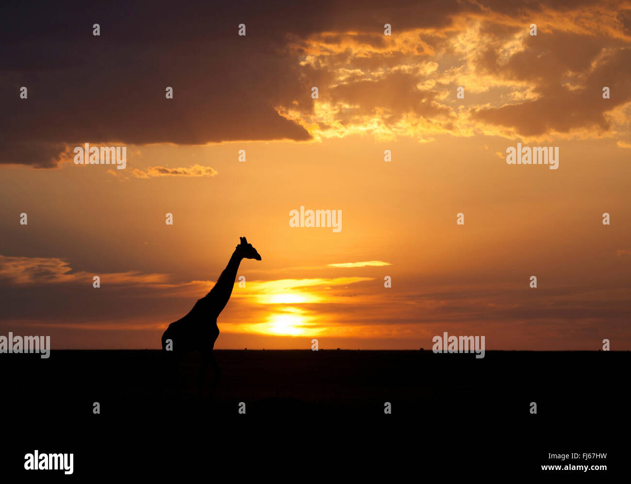 Les Masais Girafe (Giraffa camelopardalis tippelskirchi), silhouette contre un coucher de soleil, Kenya, Masai Mara National Park Banque D'Images