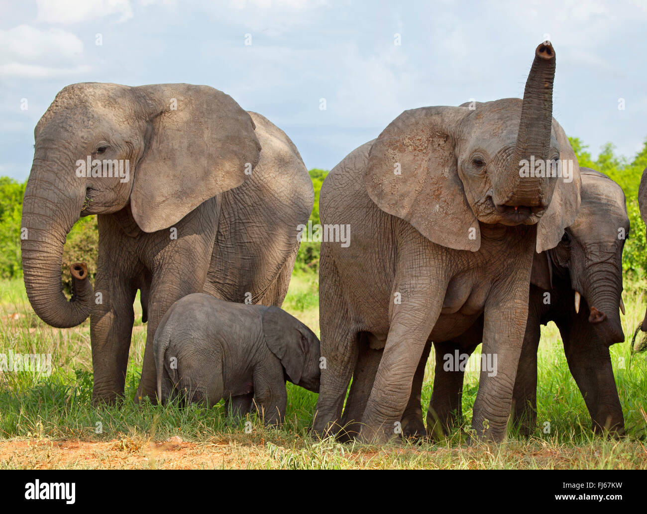 L'éléphant africain (Loxodonta africana), vache et son veau elephnats, Afrique du Sud Banque D'Images