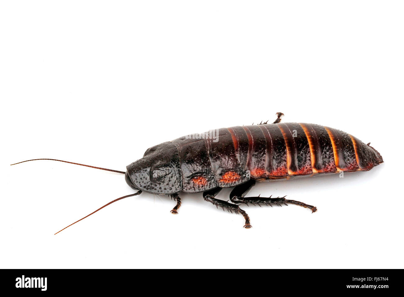 Les sifflements géant Roach (Princisia vanwaerebeki), cut-out, Madagascar Banque D'Images