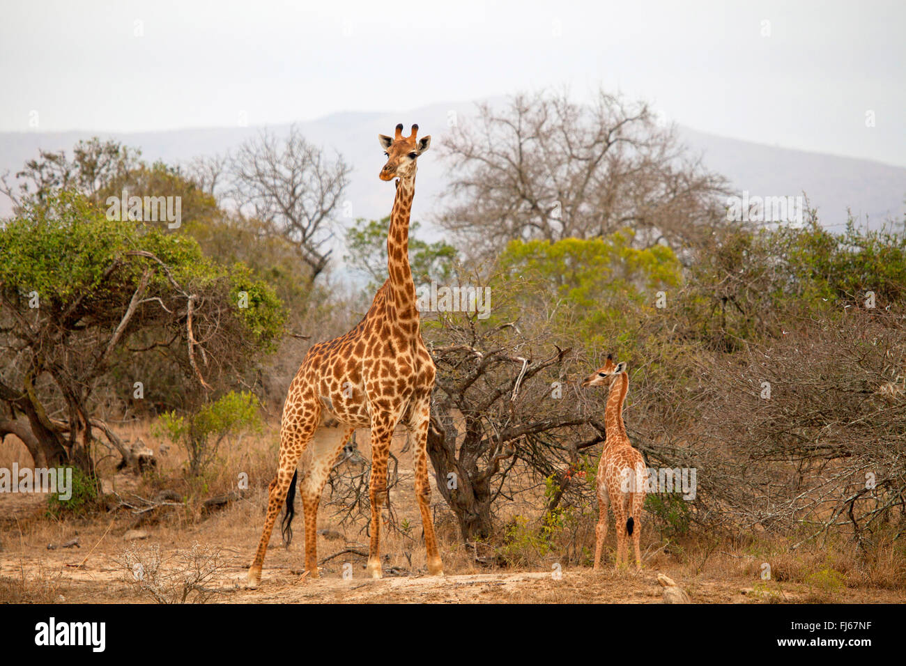 Girafe (Giraffa camelopardalis), la mère et l'enfant dans la zone arbustive, Afrique du Sud Banque D'Images