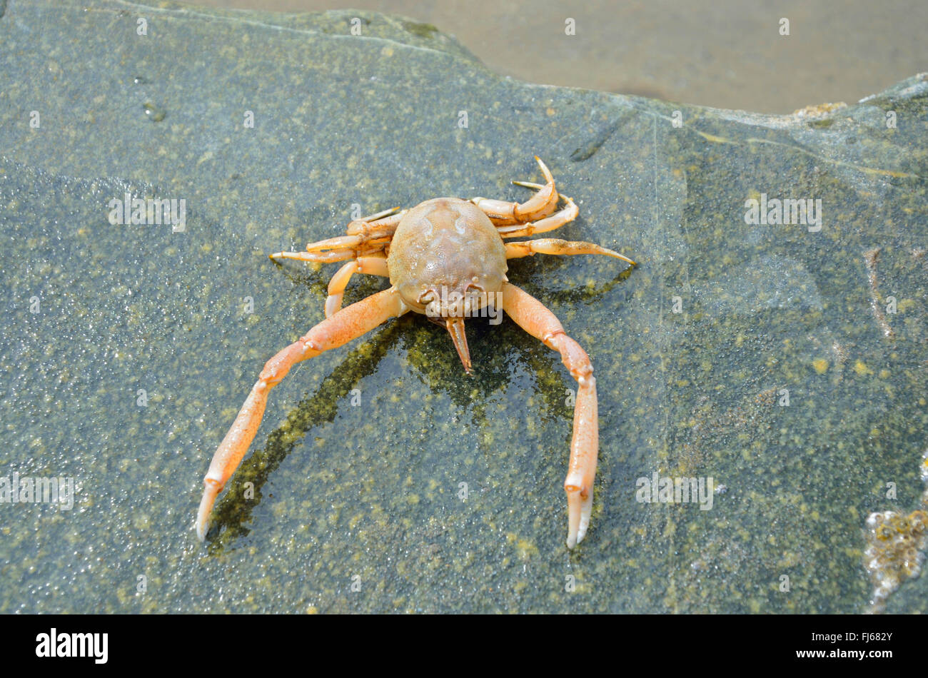 Crabe Crabe masqué, casque (Corystes cassivelaunus), seul animal sur une pierre, France, Bretagne, DÚpartement dAEArmor¶C tes-, Erquy Banque D'Images