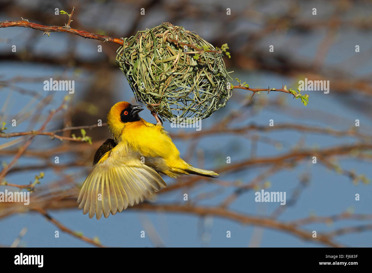 Masque africain weaver (Ploceus velatus) mâle construit un nid, Afrique du Sud, Province du Nord Ouest, le Parc National de Pilanesberg Banque D'Images