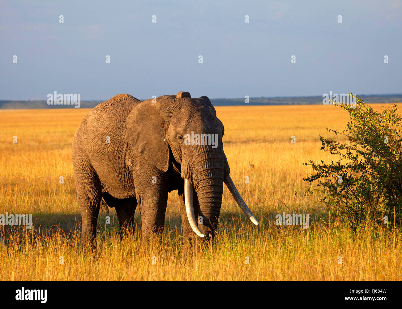 L'éléphant africain (Loxodonta africana), à Savannah, Kenya, Masai Mara National Park Banque D'Images