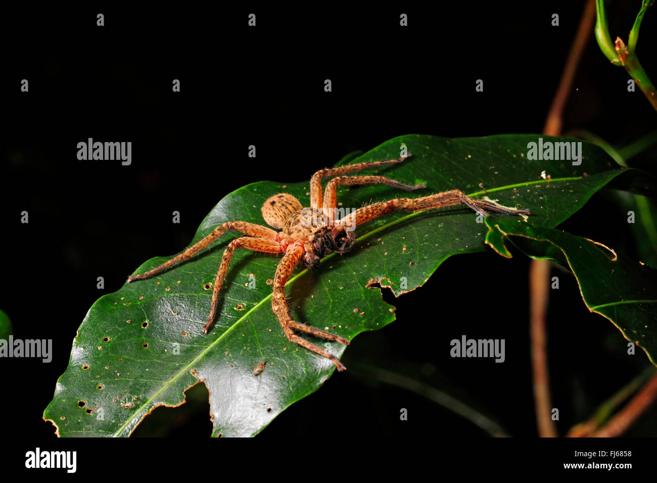 Araignée crabe géant (Sparassidae), sur une feuille dans la forêt tropicale, la Nouvelle Calédonie, le ╬des Pins Banque D'Images