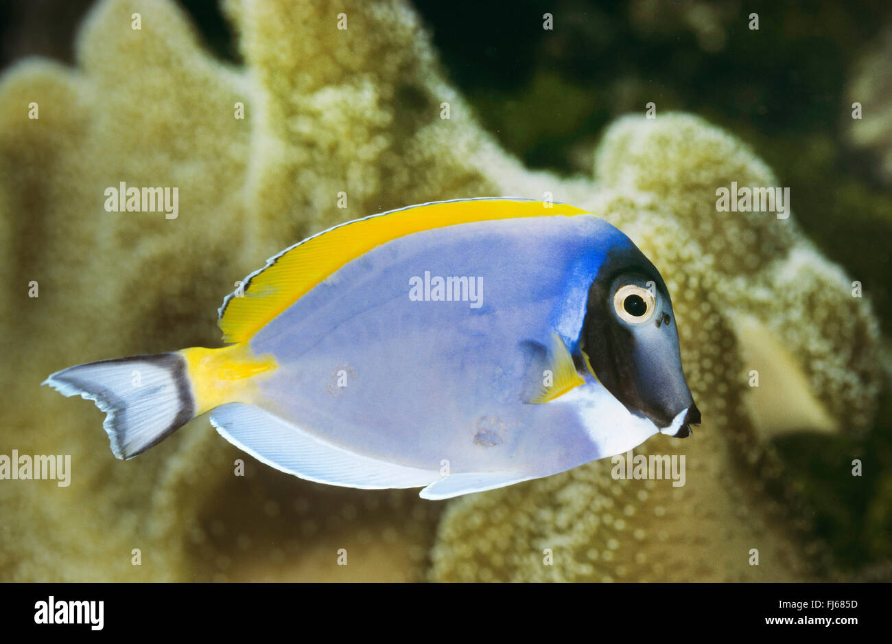 Bleu poudre tang, Powderblue poisson chirurgien (Acanthurus leucosternon), natation Banque D'Images