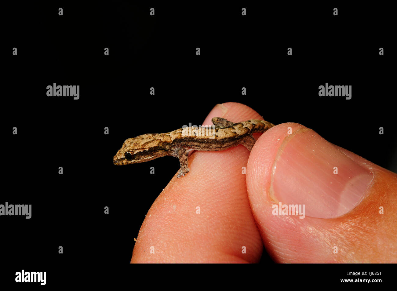 Lepidodactylus lugubris Gecko (deuil), sur un doigt, latéral, Nouvelle Calédonie, l'Ile des Pins Banque D'Images