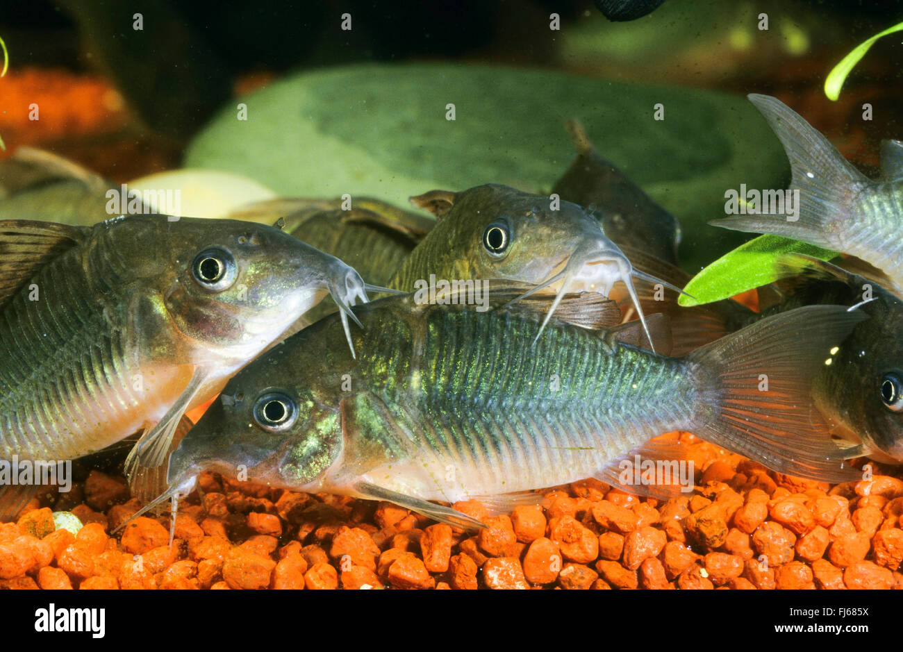 Fin Haut, brochis splendens Corydoras poisson-chat (Émeraude, Brochis splendens, Callichthys splendens), petite école Banque D'Images
