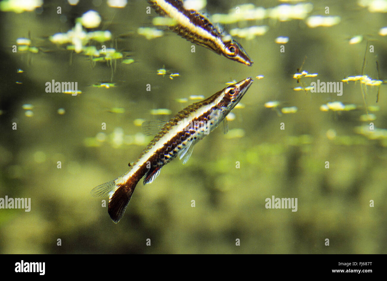 Trois-striped pencilfish, tube-mouthed pencilfish, Hochey stick pencilfish, à queue de poisson crayon, Diptail pencilfish (Nannostomus eques, Nannobrycon eques, Poecilobrycon auratus), à l'image miroir avec watersurface Banque D'Images