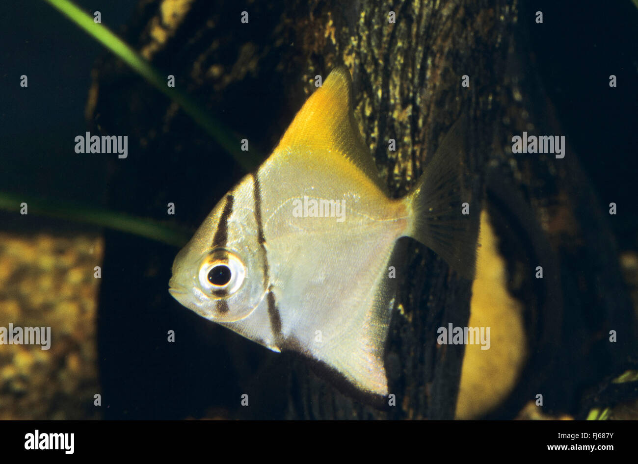 Mono, argent, Fingerfish Diamondfish, moonfish, Kilefish, dorades de beurre, l'argent moony (Monodactylus argenteus, Chaetodon argenteus, Acanthopodus argentus), natation Banque D'Images