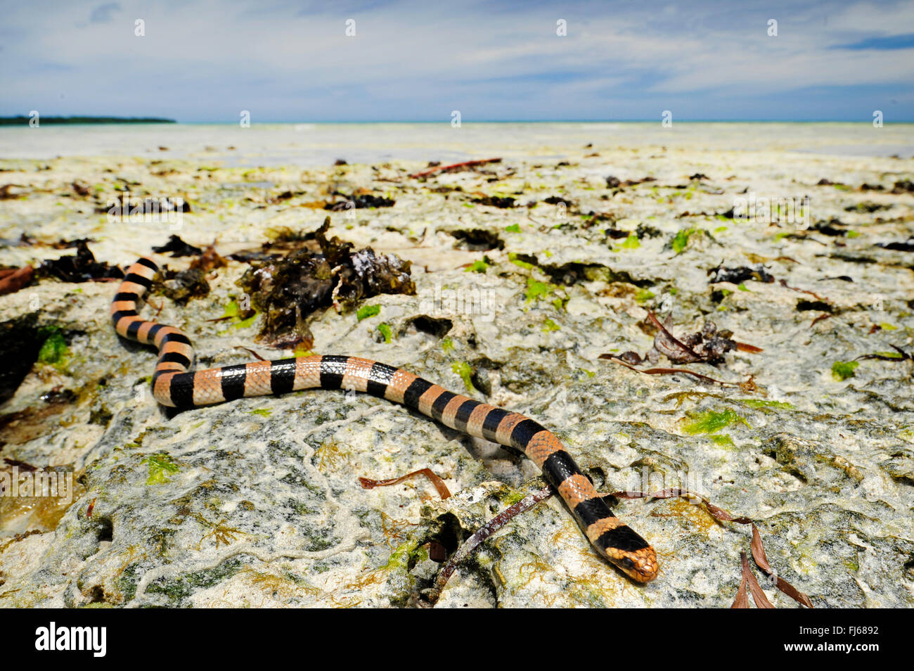 Jaune bagués-labiés krait, mer jaune bagués-labiés serpent de mer, le serpent de mer (Laticauda colubrina), serpent de mer au seascape, Nouvelle Calédonie, l'Ile des Pins Banque D'Images