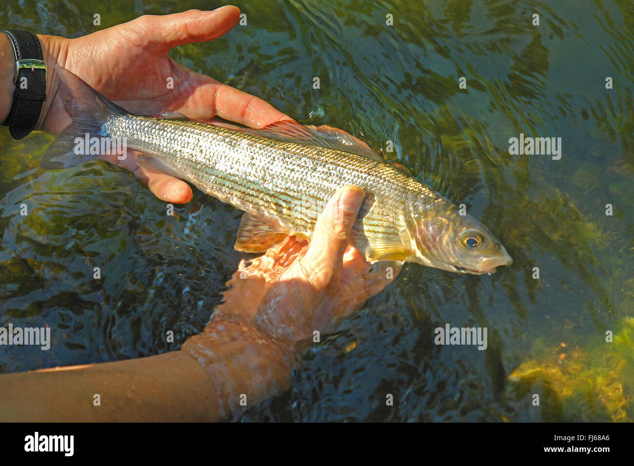 L'ombre (Thymallus thymallus), pêcheur tenant une ombre fraîchement pêché dans les mains, Allemagne Banque D'Images