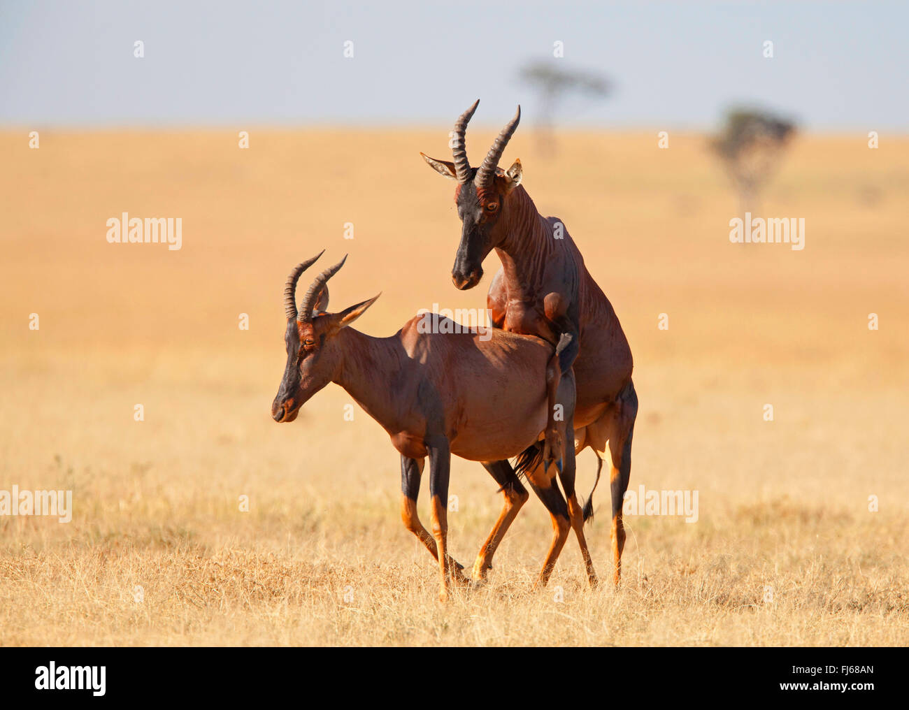 Topi, tsessebi, korrigum, tsessebe (Damaliscus lunatus jimela), l'accouplement, Kenya, Masai Mara National Park Banque D'Images