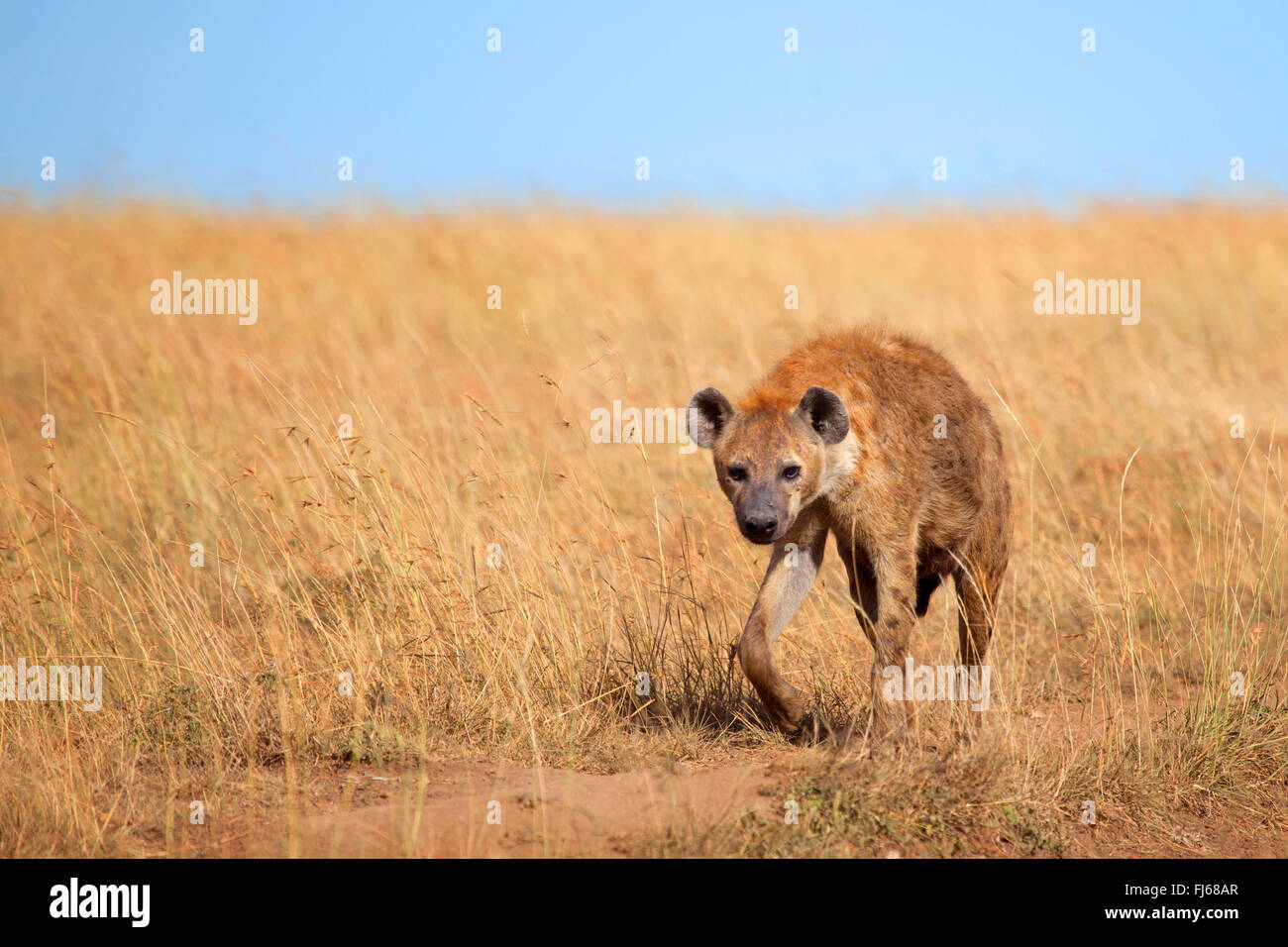 L'Hyène tachetée (Crocuta crocuta), promenades à Savannah, Kenya, Masai Mara National Park Banque D'Images