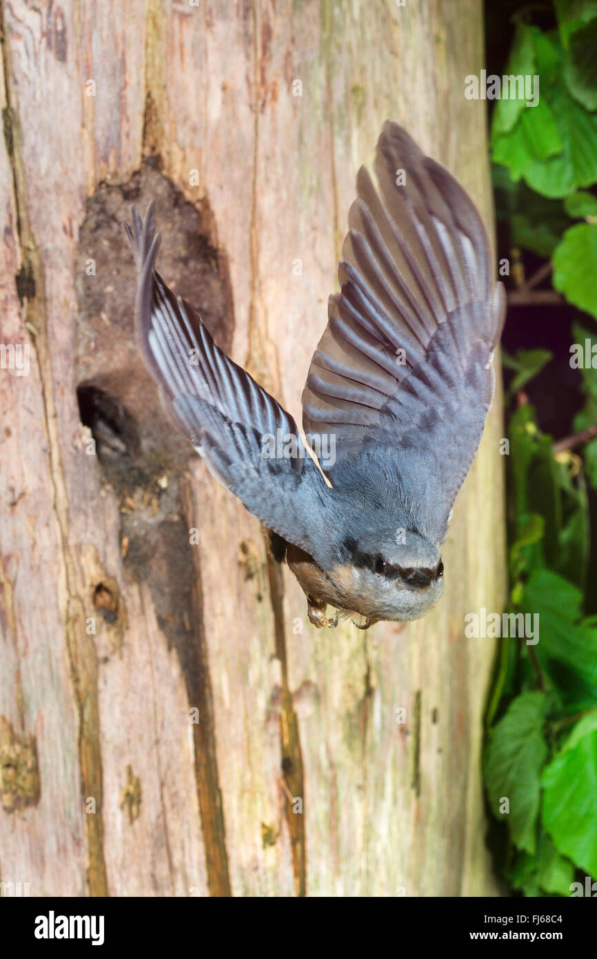 Sittelle torchepot (Sitta europaea), retirer la grotte de reproduction, l'entrée a été faite par le plus petit des oiseaux avec de l'argile, l'Allemagne, Rhénanie du Nord-Westphalie Banque D'Images