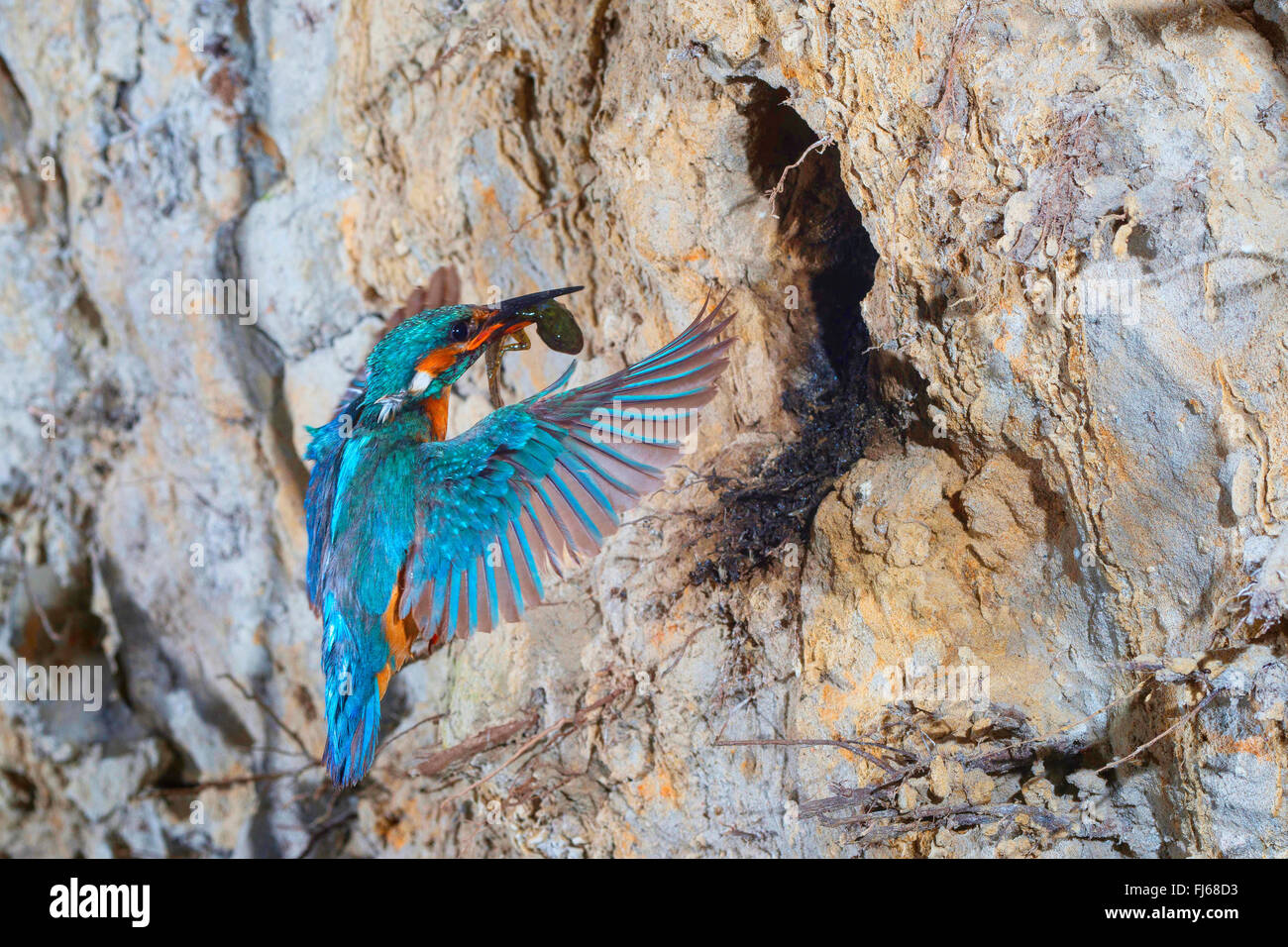 River Kingfisher (Alcedo atthis), s'approchant de la grotte de reproduction avec un triton tacheté pris dans son projet de loi, l'Allemagne, Rhénanie du Nord-Westphalie Banque D'Images