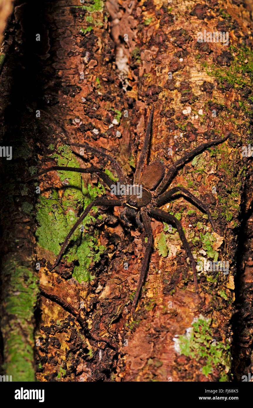 Araignée crabe géant, Huntsman spider (Heteropodidae), à un tronc d'arbre, Nouvelle-Calédonie, l'Ile des Pins Banque D'Images