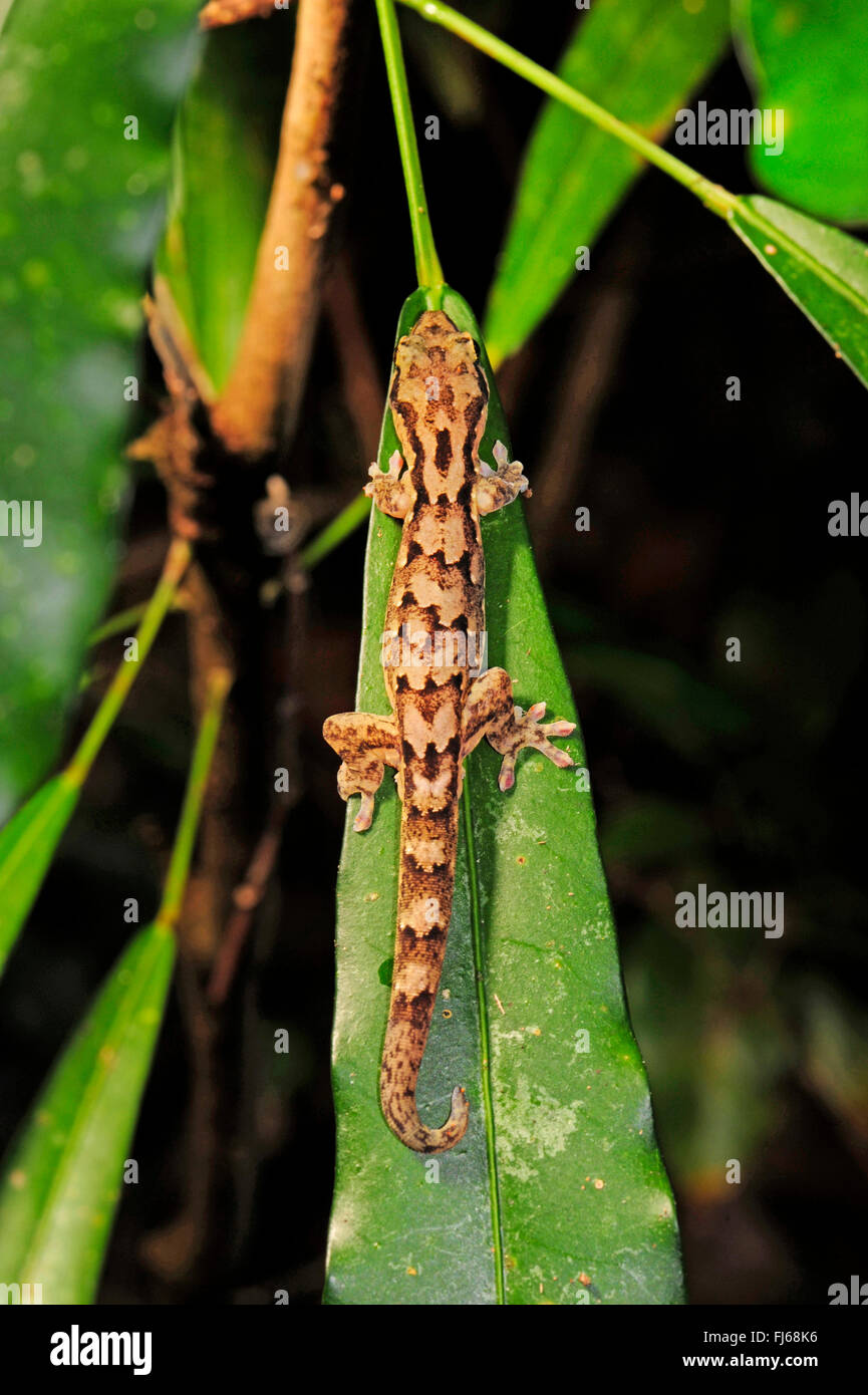 Bavayia sauvage, sauvage's New Caledonian Gecko (Bavayia sauvagii), sur une feuille dans la forêt tropicale, vue de dessus, la Nouvelle Calédonie, l'Ile des Pins Banque D'Images