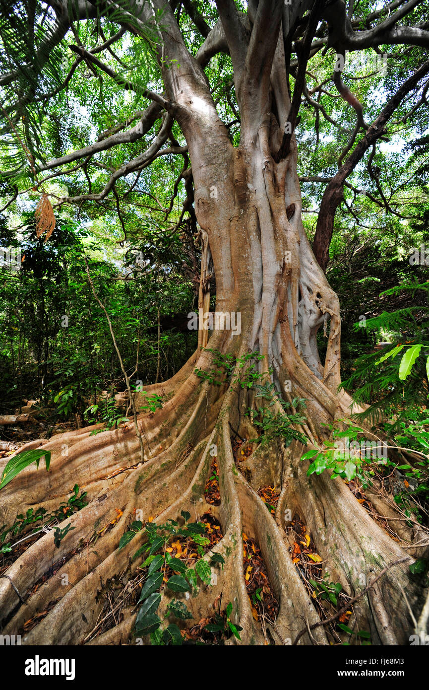 Arbre avec contrefort racines dans une forêt, Nouvelle Calédonie, l'Ile des Pins Banque D'Images