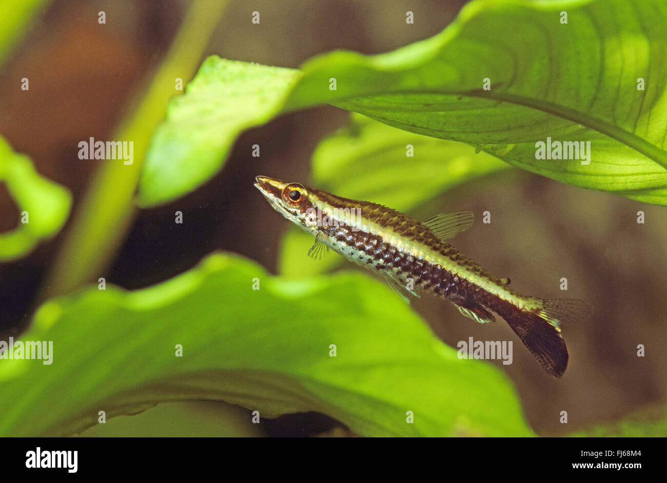 Trois-striped pencilfish, tube-mouthed pencilfish, Hochey stick pencilfish, à queue de poisson crayon, Diptail pencilfish (Nannostomus eques, Nannobrycon eques, Poecilobrycon auratus), natation Banque D'Images