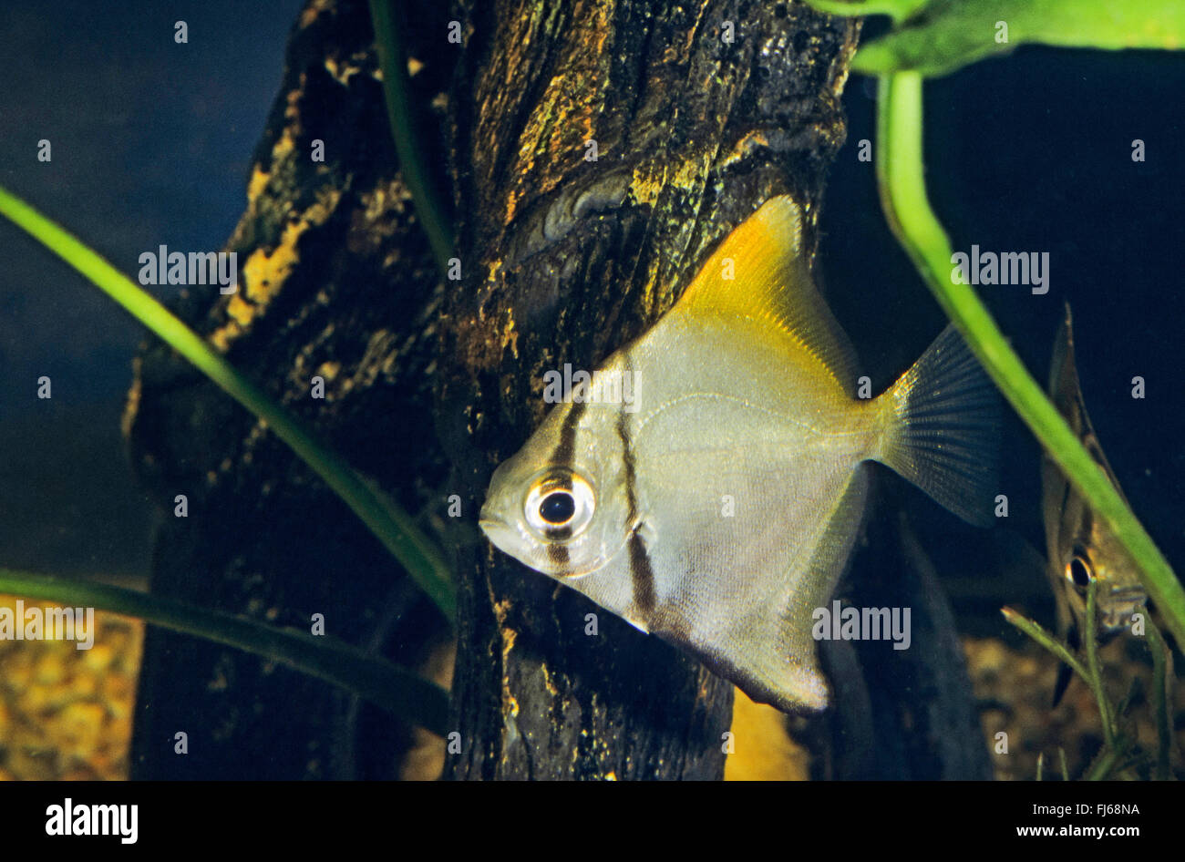 Mono, argent, Fingerfish Diamondfish, moonfish, Kilefish, dorades de beurre, l'argent moony (Monodactylus argenteus, Chaetodon argenteus, Acanthopodus argentus), natation Banque D'Images