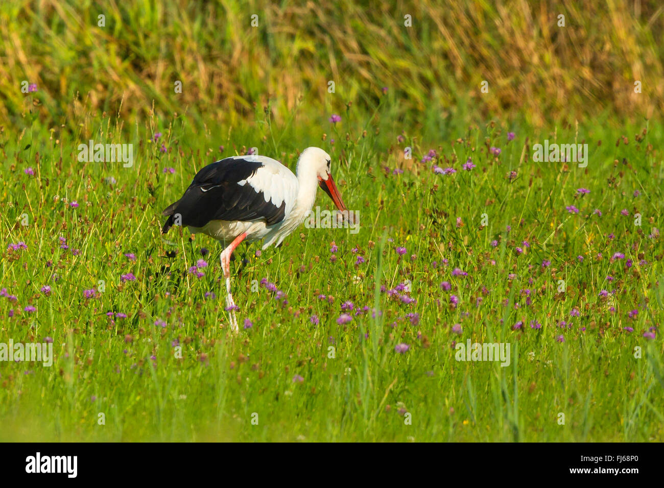 Cigogne Blanche (Ciconia ciconia), avec prise d'un campagnol des prés de fleurs, l'Allemagne, la Bavière Banque D'Images
