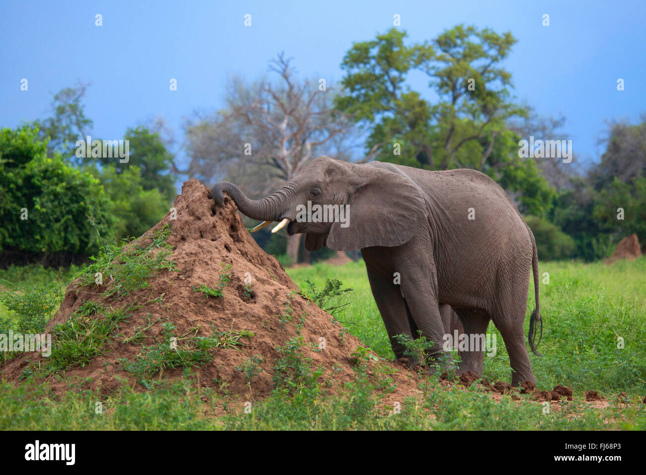 L'éléphant africain (Loxodonta africana), vache éléphant à une termitière hill, Afrique du Sud Banque D'Images