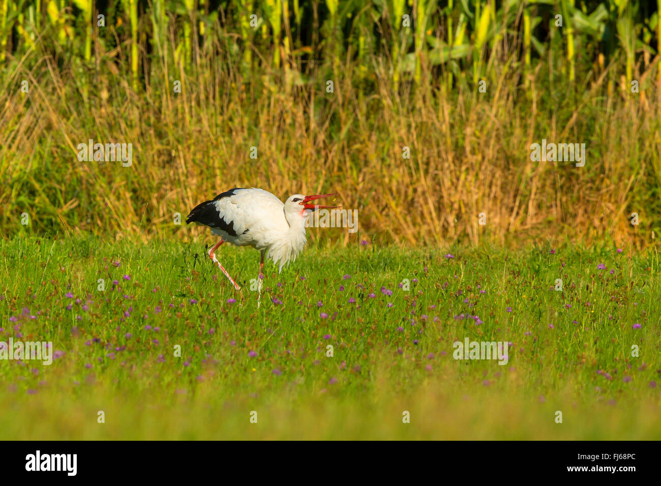 Cigogne Blanche (Ciconia ciconia), avec prise d'une sauterelle pré des fleurs, de l'Allemagne, la Bavière Banque D'Images