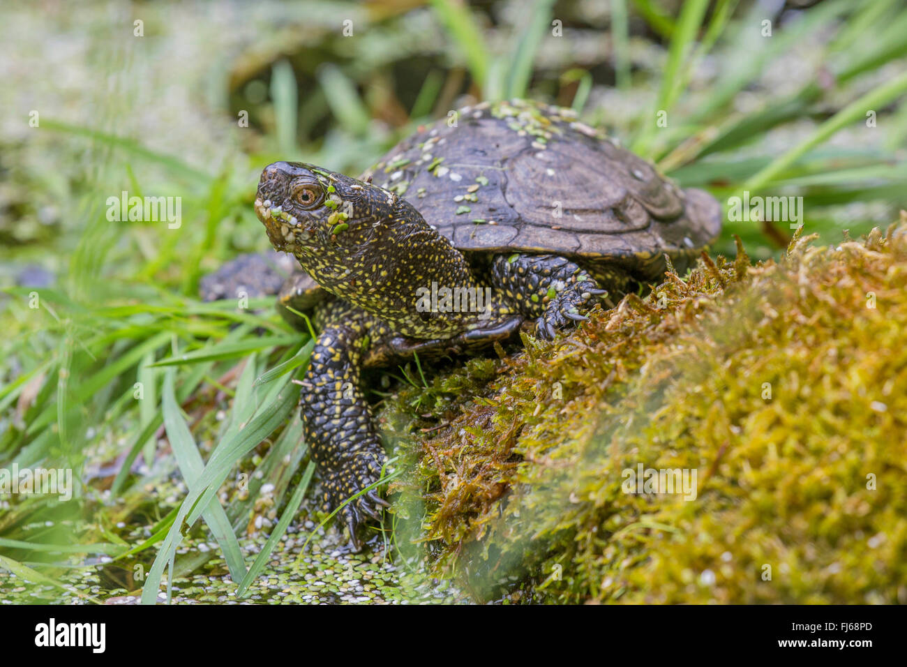 Étang d'Europe, tortue tortue de l'étang d'Europe, Emys orbicularis (tortue), un bain de soleil sur un lac, Allemagne Banque D'Images