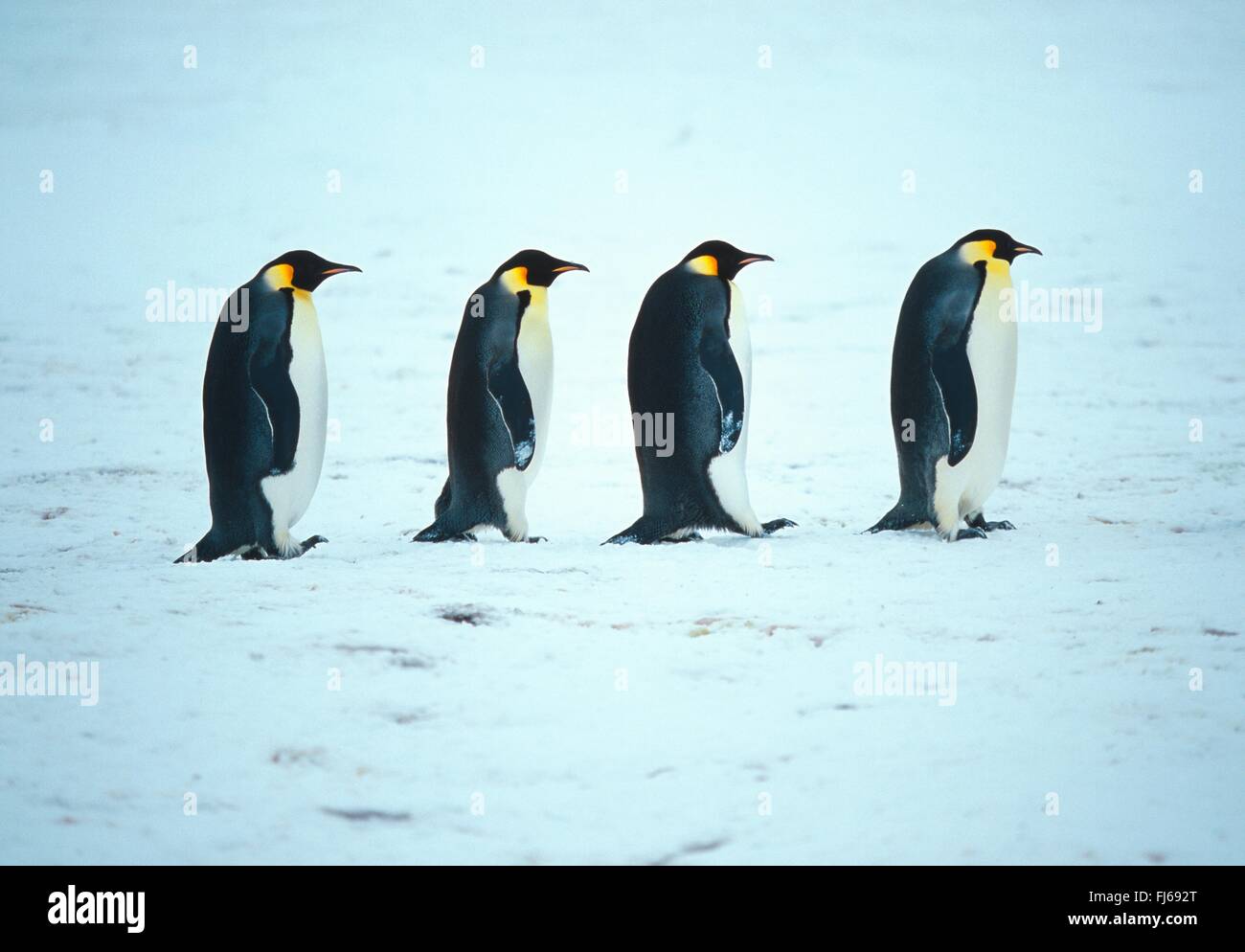 Manchot Empereur (Aptenodytes forsteri), marcher dans la neige l'un derrière l'autre , l'Antarctique Banque D'Images