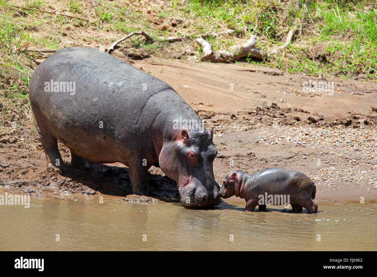 Hippopotame, hippopotame, hippopotame commun (Hippopotamus amphibius), Femme avec pup, Kenya, Masai Mara National Park Banque D'Images