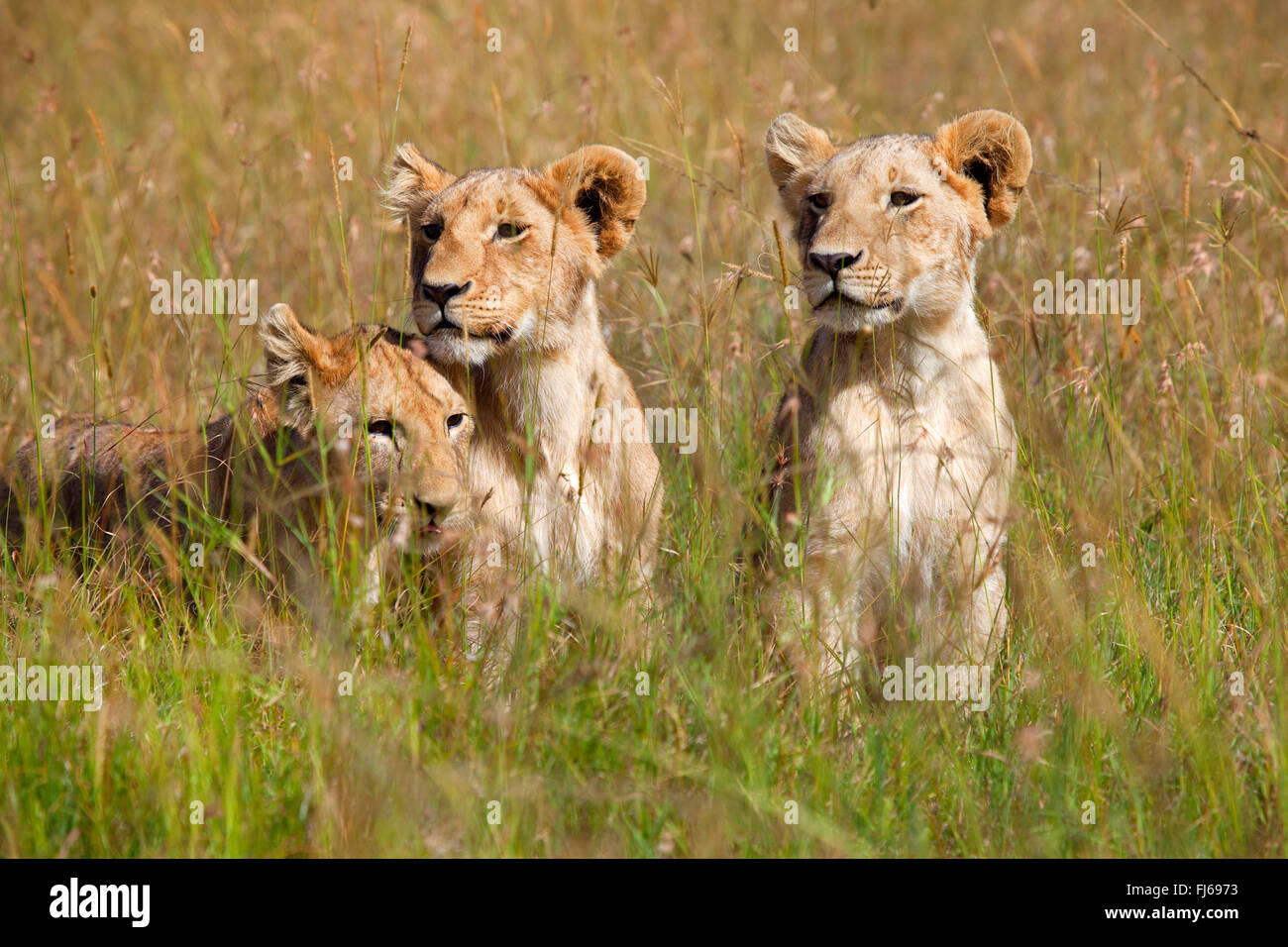 Lion (Panthera leo), trois jeunes lions, Kenya, Masai Mara National Park Banque D'Images