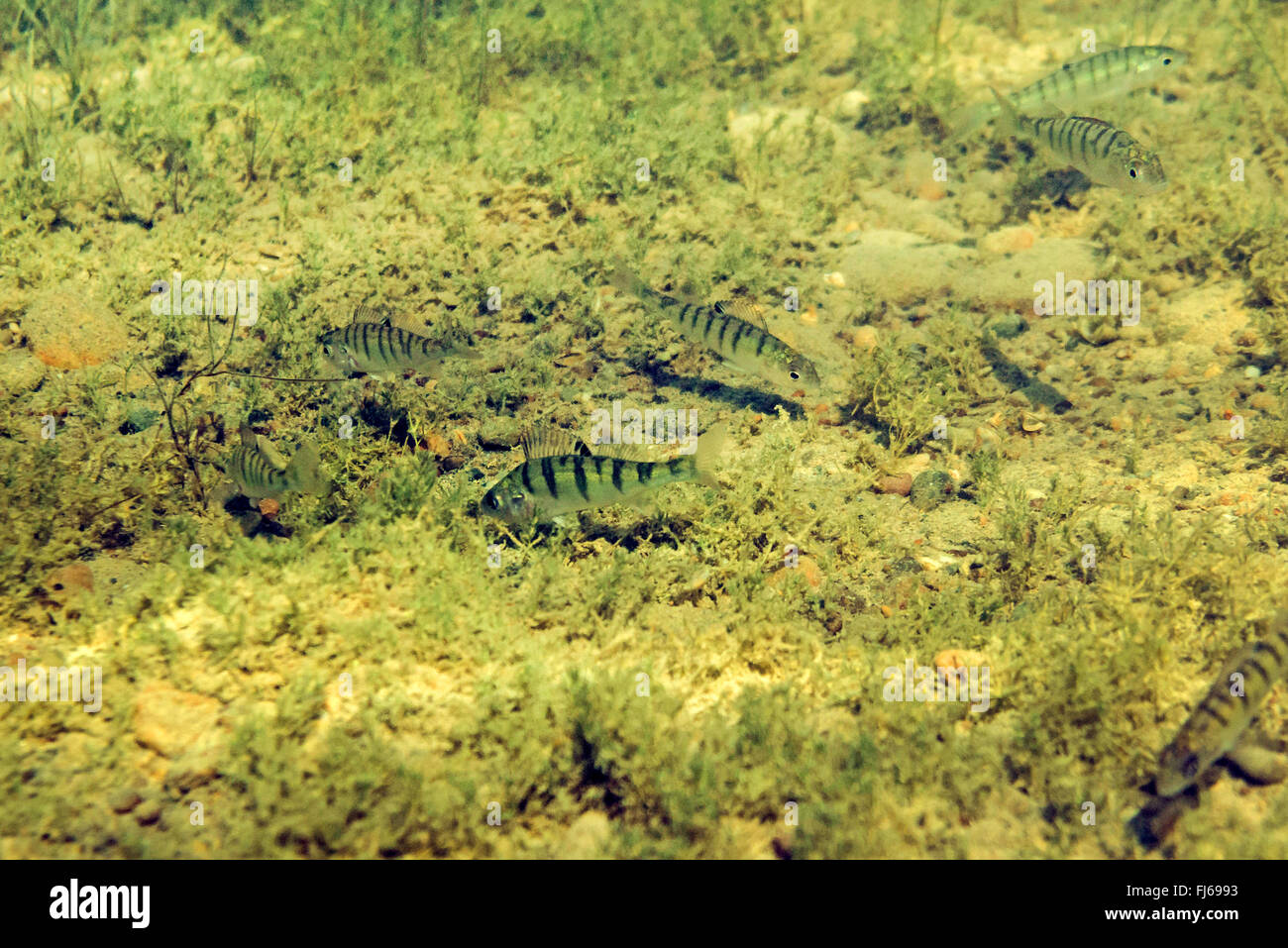 La perche, sandre européen, Redfin perchaude (Perca fluviatilis), l'école la chasse sur le fond du lac, l'Allemagne, la Bavière Banque D'Images