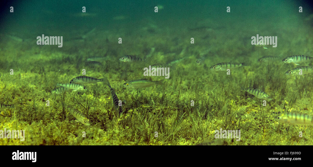 La perche, sandre européen, Redfin perchaude (Perca fluviatilis), l'école la chasse sur le fond du lac, l'Allemagne, la Bavière Banque D'Images