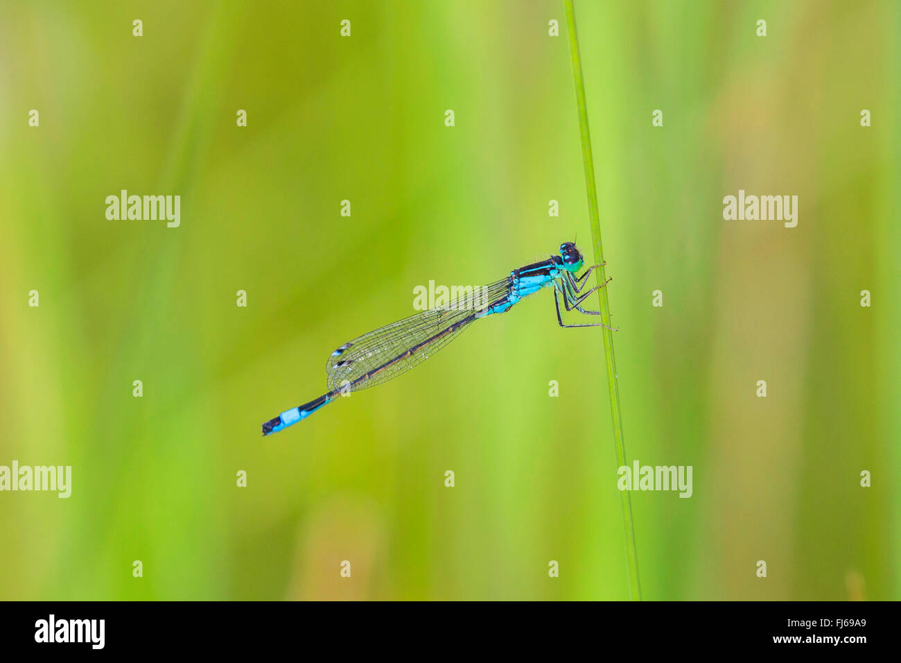 D'ischnura, commun à queue bleue d'Ischnura elegans (demoiselle), assis à une tige, Allemagne, Bavière, Oberbayern, Haute-Bavière Banque D'Images