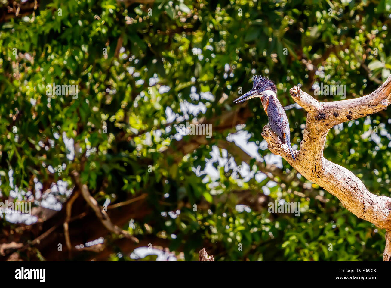 Ringed Kingfisher (Megaceryle torquata) Mâle Santarem Brésil Banque D'Images