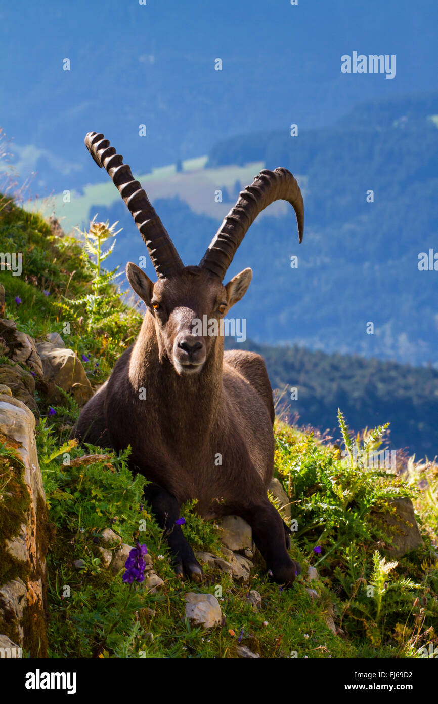 Bouquetin des Alpes (Capra ibex, Capra ibex ibex), repose sur une pente, la Suisse, l'Alpstein, Saentis Banque D'Images