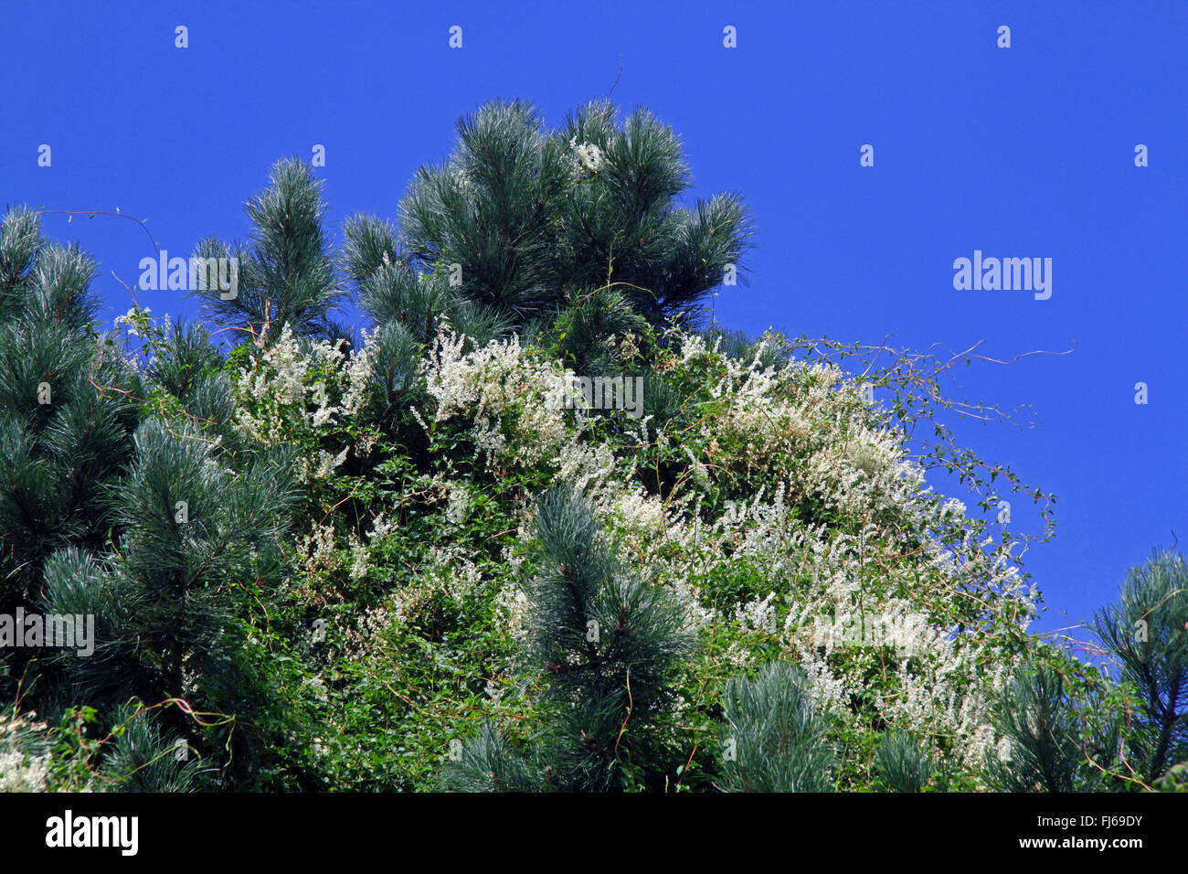 Fallopia baldschuanica (Fallopia baldschuanica, Fallopia aubertii, Polygonum baldschuanicum, Polygonum aubertii), qui fleurit dans un pin, Allemagne Banque D'Images