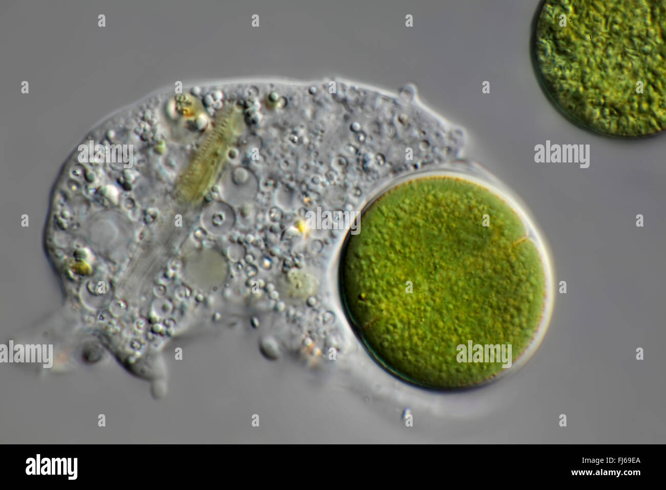 Algue bleu-vert (Chroococcus spec.), l'algue bleu-vert et l'amibe Banque D'Images