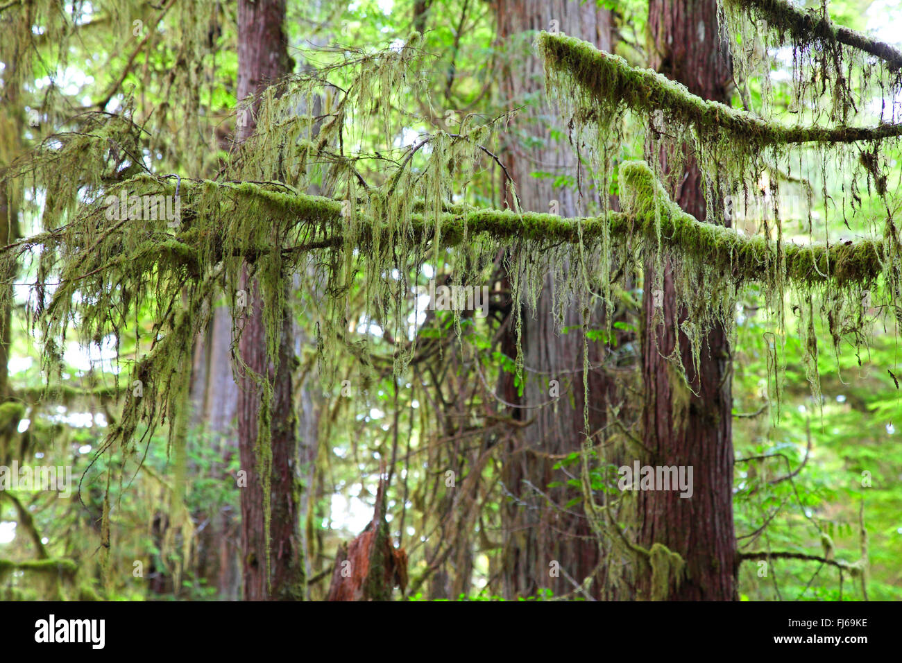 Lichens épiphytes à la forêt vierge côtière dans le parc national Pacific Rim, Canada, Colombie-Britannique, île de Vancouver, Ucluelet Banque D'Images
