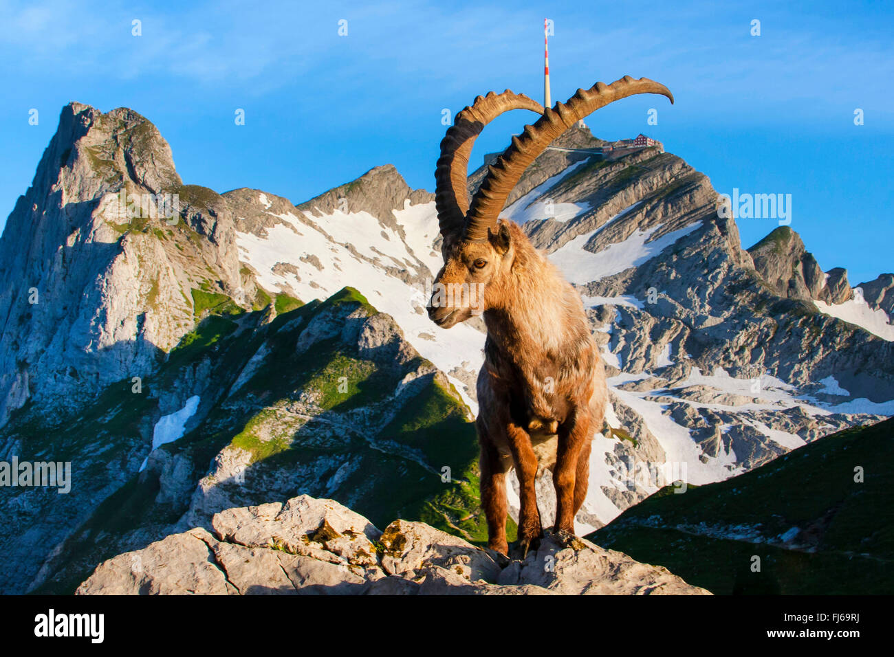 Bouquetin des Alpes (Capra ibex, Capra ibex ibex), debout dans la lumière du matin en face de la crête Saentis, la Suisse, l'Alpstein, Saentis Banque D'Images