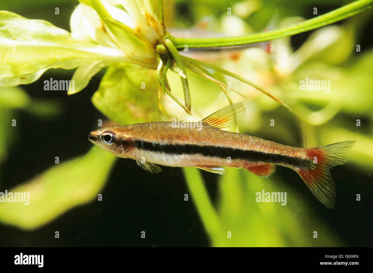 La pencilfish d'or, Beckford pencilfish. Golden Pencil Nannostomus beckfordi (poissons
