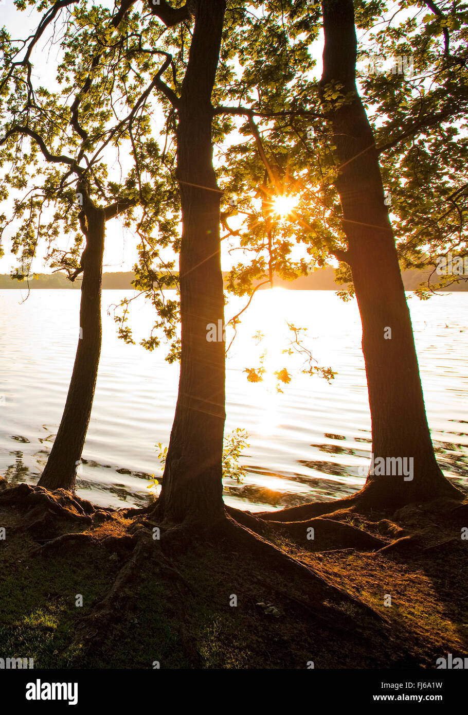 Glabbacher Bruch, Krickenbeck lacs au lever du soleil, de l'Allemagne, en Rhénanie du Nord-Westphalie, Bas-rhin, Nettetal Banque D'Images