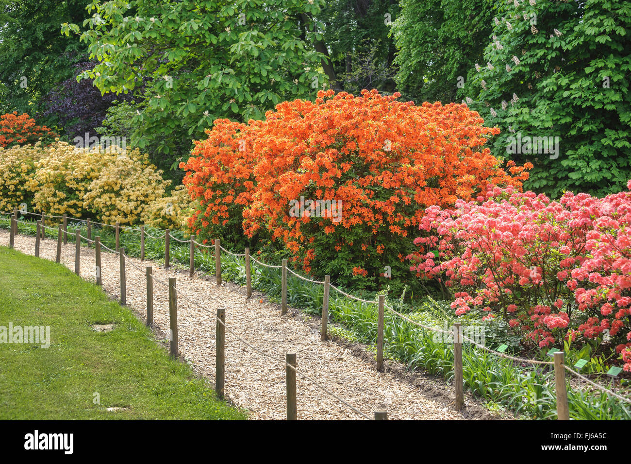 Rhododendron (Rhododendron 'Golden Eagle Golden Eagle, Rhododendron), le cultivar Golden Eagle, Pologne, Niederschlesien Arboretum, Woislowitz Banque D'Images