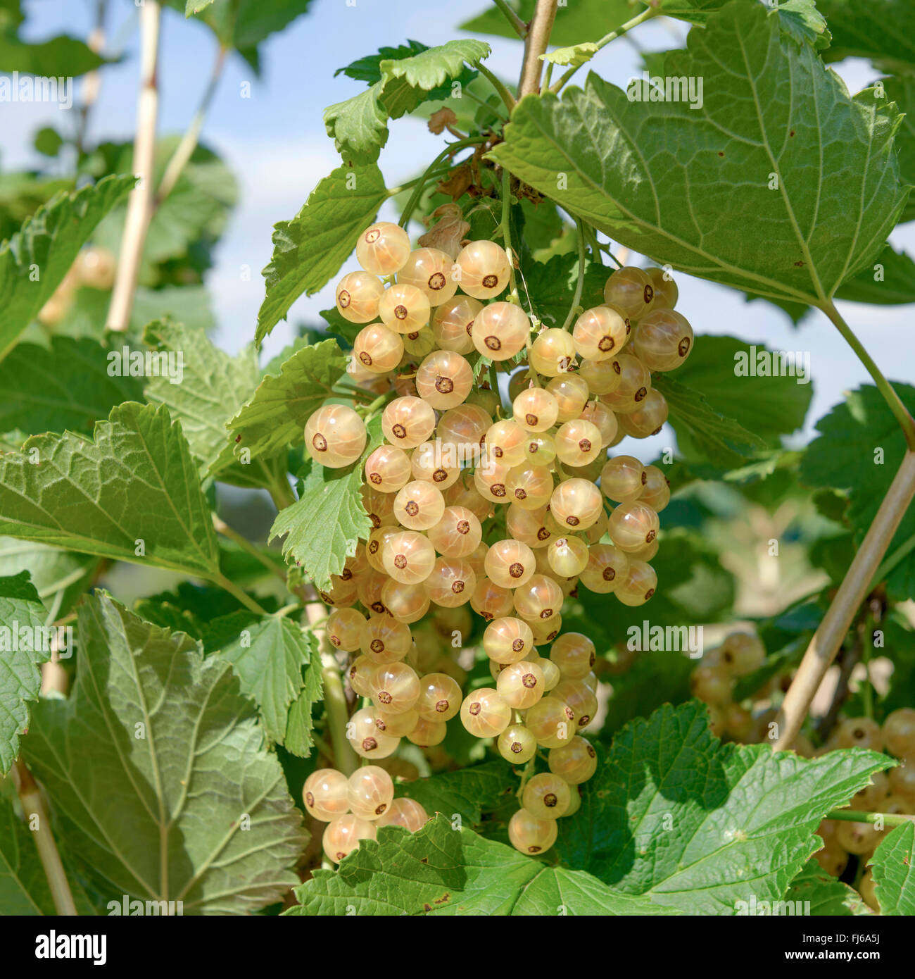 Groseille Blanc (Ribes rubrum 'Zitavia Zitavia', Ribes rubrum), le cultivar Zitavia Banque D'Images