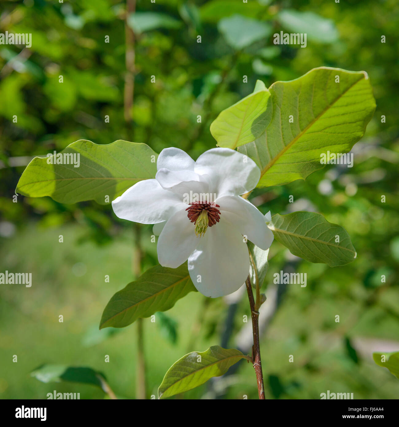 Magnolia (Magnolia wilsonii Wilsons), fleur, Royaume-Uni, Angleterre Banque D'Images
