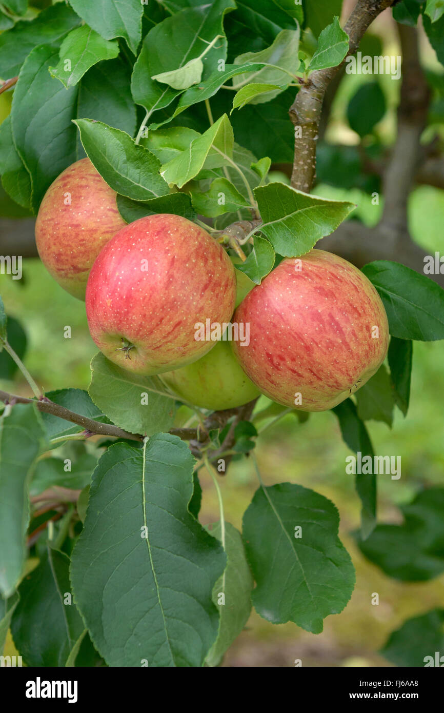 Pommier (Malus domestica 'Rekarda Rekarda', Malus domestica), aplles sur un arbre, le cultivar Rekarda, Allemagne Banque D'Images