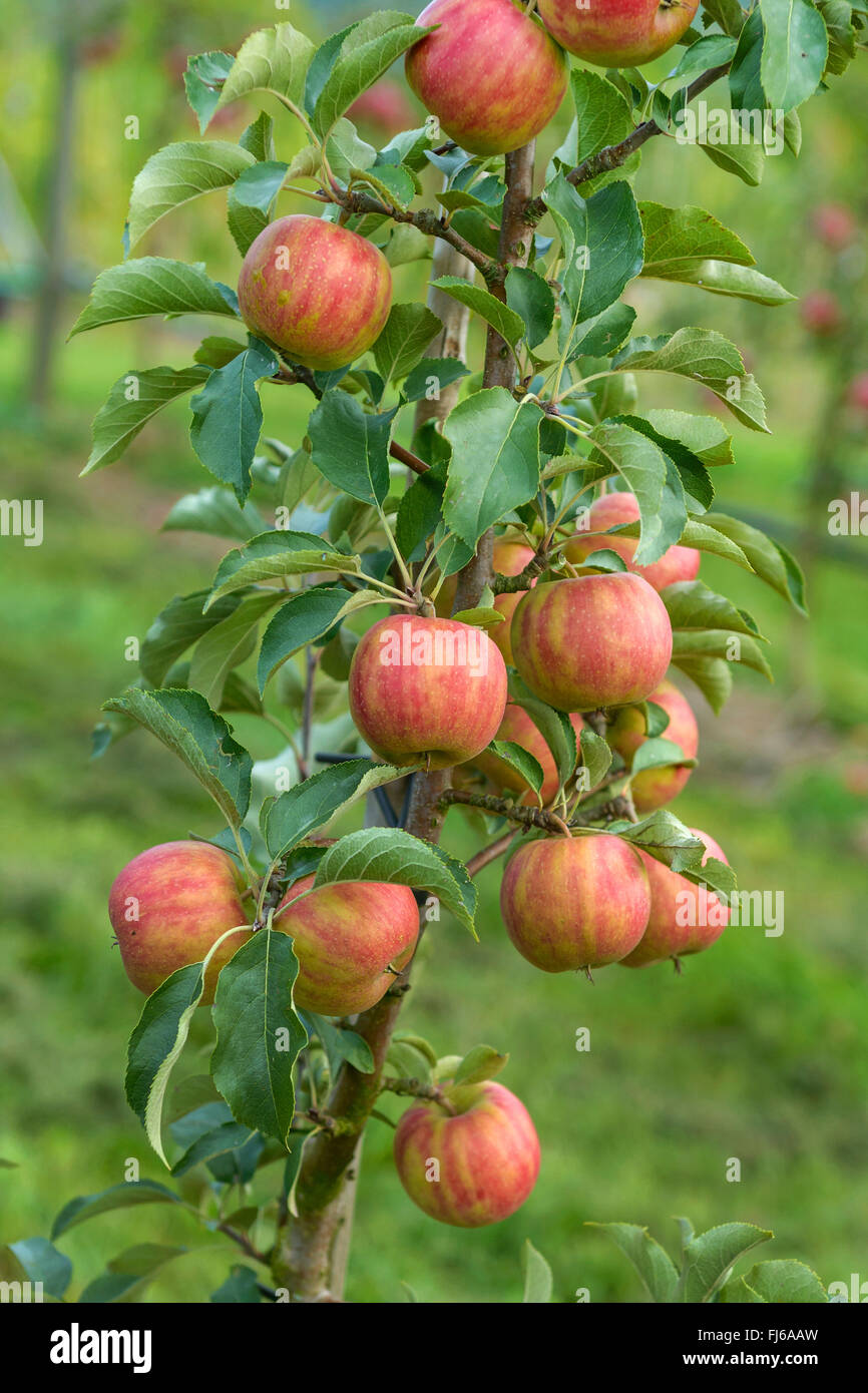 Pommier (Malus domestica 'Karneval', Malus domestica Karneval), aplles sur un arbre, le cultivar Karneval, Allemagne Banque D'Images