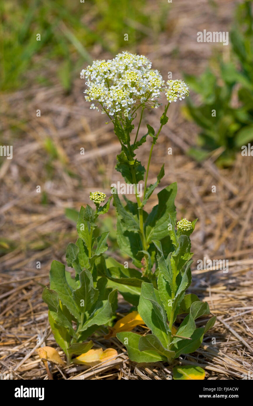 Haut blanc, le cresson alénois (Cardaria draba), blooming, Allemagne Banque D'Images
