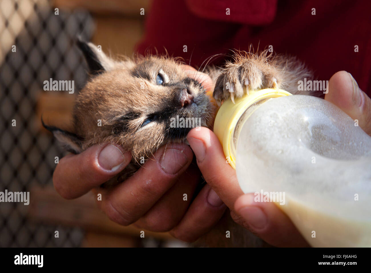 Le caracal (Felis caracal Caracal caracal caracal pup), mis en place sur la bouteille, Afrique du Sud Banque D'Images