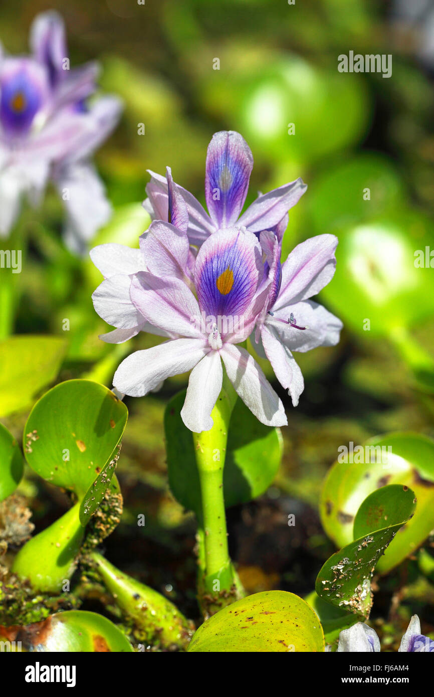 L'eau courante, waterhyacinth-jacinthe d'eau (Eichhornia crassipes), fleur, USA, Floride Banque D'Images